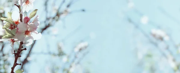 Webbplats banner bakgrund av vårens vita körsbärsblommor träd. selektivt fokus. — Stockfoto