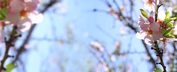 Sitio web banner fondo de la primavera blanco cerezo flores árbol. enfoque selectivo . —  Fotos de Stock