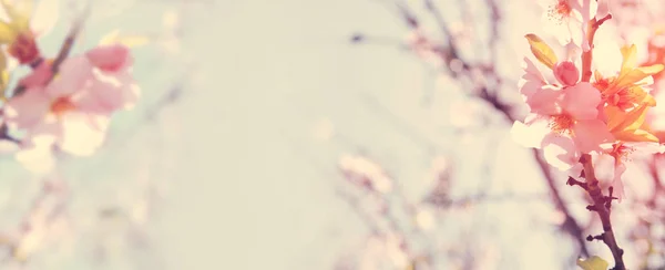 Sitio web banner fondo de la primavera blanco cerezo flores árbol. enfoque selectivo . —  Fotos de Stock