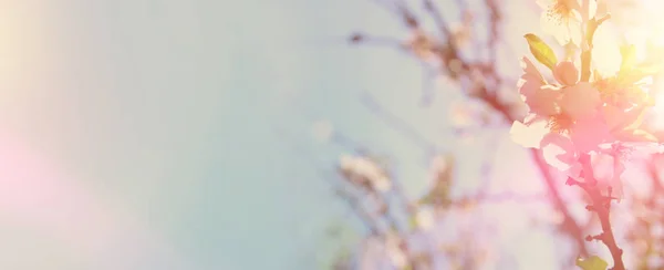 Website banner achtergrond van van lente wit kersenbloesem boom. selectieve aandacht. — Stockfoto