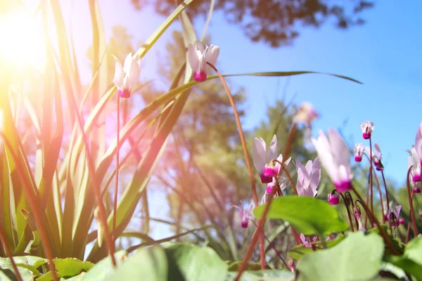 Image à faible angle de l'herbe fraîche et des fleurs de cyclamen de printemps. concept de liberté et de renouvellement. Concentration sélective . — Photo