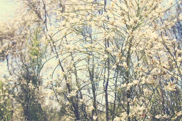 Imagem de belas flores brancas e céu azul . — Fotografia de Stock