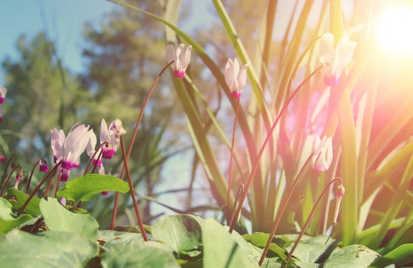 신선한 잔디와 봄 시 클 라 멘 꽃의 낮은 각도 보기 이미지. 자유와 갱신 개념입니다. 선택적 초점. — 스톡 사진