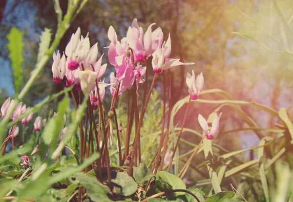 Imagen de vista de ángulo bajo de hierba fresca y flores de ciclamen de primavera. concepto de libertad y renovación. Enfoque selectivo . —  Fotos de Stock