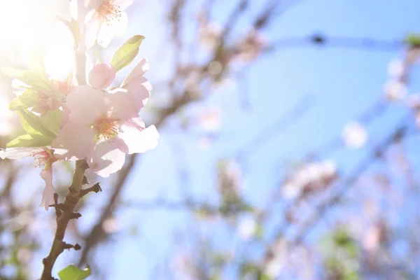 Background of spring white cherry blossoms tree. selective focus. — Stock Photo, Image