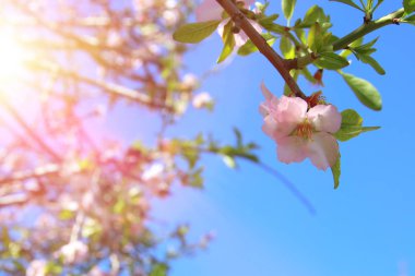 Bahar ayının beyaz kiraz ağaçlarının arka planı. seçici odak.