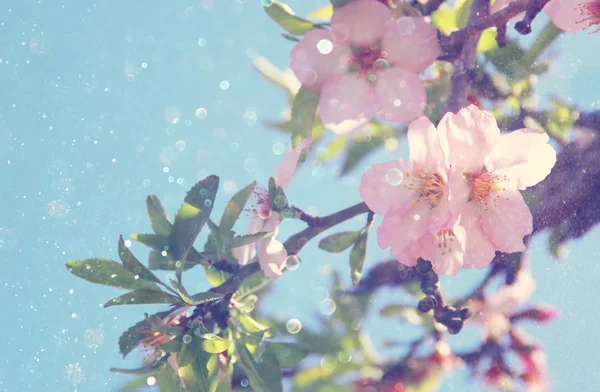 Háttér tavaszi fehér cseresznyevirág fa. szelektív fókusz. — Stock Fotó