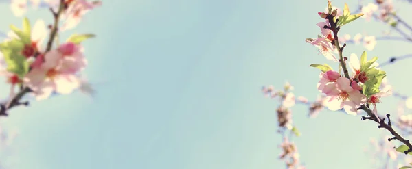 Webbplats banner bakgrund av vårens vita körsbärsblommor träd. selektivt fokus. — Stockfoto