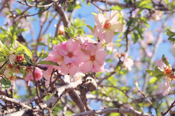 На фоне весенней белой сакуры цветет дерево. селективный фокус . — стоковое фото