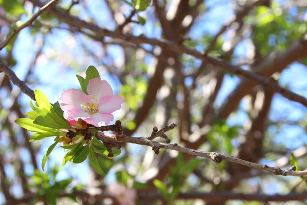 Bakgrund av våren vita körsbär blommor träd. selektivt fokus. — Stockfoto