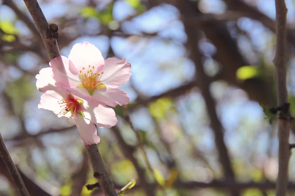 Hintergrund des Frühlings weiße Kirschblüten Baum. Selektiver Fokus. — Stockfoto