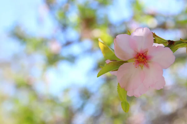 Fondo del árbol de flores de cerezo blanco primavera. enfoque selectivo . —  Fotos de Stock