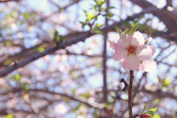 Fond de fleurs de cerisier blanc de printemps arbre. focus sélectif. — Photo