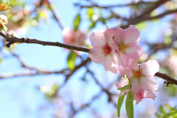 Bakgrund av våren vita körsbär blommor träd. selektivt fokus. — Stockfoto