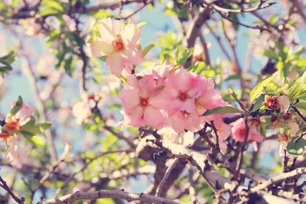 봄의 흰 벚꽃 나무 배경. 선택적 초점. — 스톡 사진