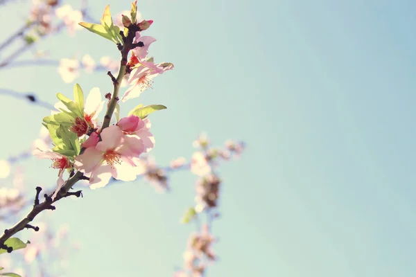 春白樱花树的背景。选择性重点. — 图库照片