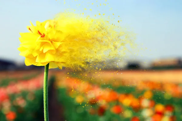 Obraz piękna wiosna żółty kwiat. — Zdjęcie stockowe