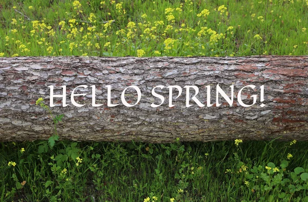 Imagem de tronco de árvore com texto: HELLO SPRING na floresta — Fotografia de Stock