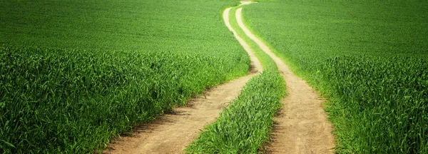 View of fresh grass and road in the field. freedom and renewal concept. — Stock Photo, Image