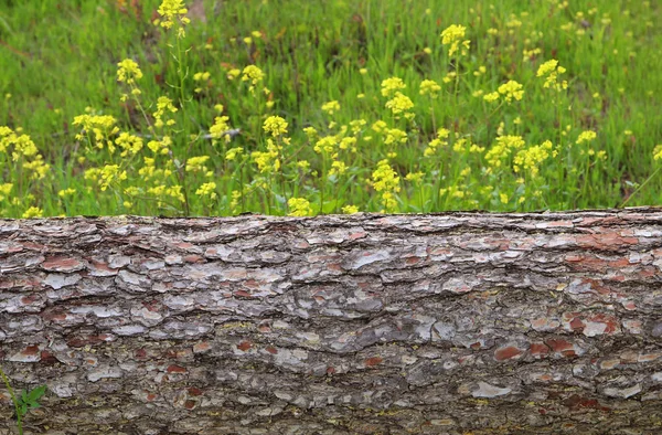 Image of tree trunk in the forest. freedom and renewal concept. — Stock Photo, Image