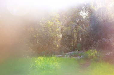 Rüya gibi bahar orman görüntüsü. özgürlük ve yenileme kavramı.