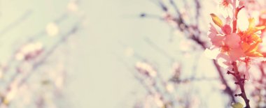 Web sitesi banner arka plan bahar beyaz kiraz çiçekleri ağacının. seçici odak.
