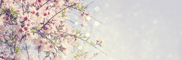 Webové stránky banner pozadí z tre bílé Třešňové květy jara — Stock fotografie