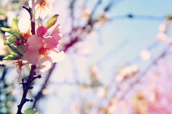 Фон весняної білої вишні цвіте дерево. вибірковий фокус . — стокове фото