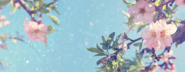 Website banner background of de árvore de flores de cereja branca primavera. foco seletivo . — Fotografia de Stock