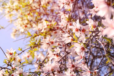 Bahar ayının beyaz kiraz ağaçlarının arka planı. seçici odak.