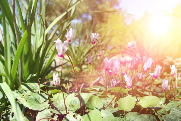 Imagen de vista de ángulo bajo de hierba fresca y flores de ciclamen de primavera. concepto de libertad y renovación. Enfoque selectivo . — Foto de Stock