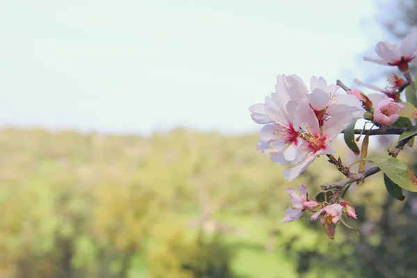 Background of spring white cherry blossoms tree. selective focus. — Stock Photo, Image