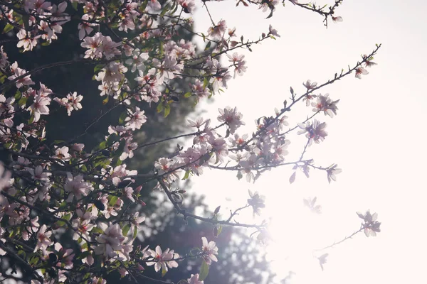 봄의 흰 벚꽃 나무 배경. 선택적 초점. — 스톡 사진