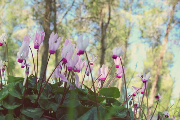 Image à faible angle de l'herbe fraîche et des fleurs de cyclamen de printemps. concept de liberté et de renouvellement. Concentration sélective . — Photo