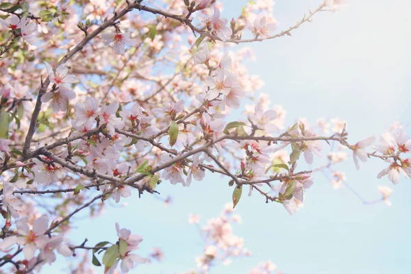 Background of spring white cherry blossoms tree. selective focus. — Stock Photo, Image