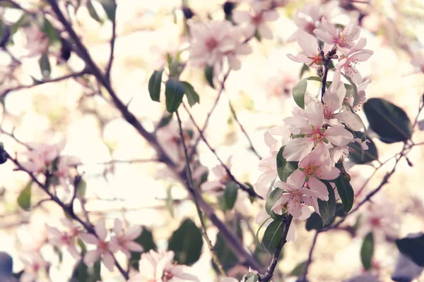 春白樱花树的背景。选择性重点. — 图库照片