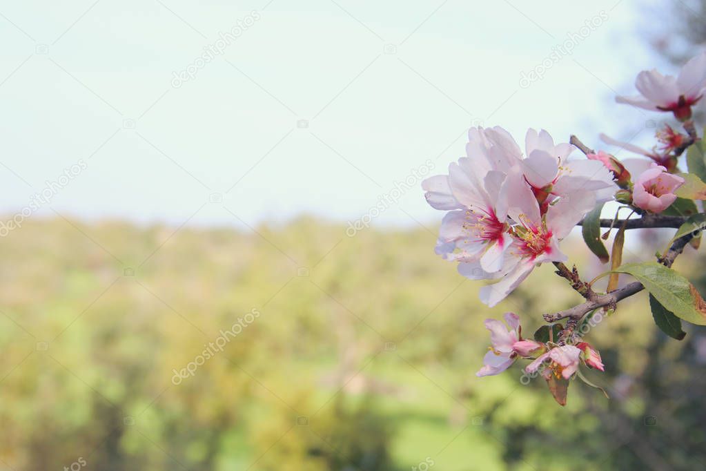 background of spring white cherry blossoms tree. selective focus.