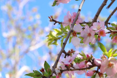 Bahar ayının beyaz kiraz ağaçlarının arka planı. seçici odak.