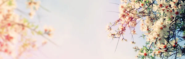 website banner background of of spring white cherry blossoms tree. selective focus.