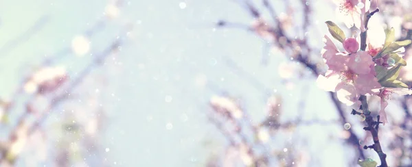 Webové stránky banner pozadí z jarní bílé Třešňové květy stromu. Selektivní fokus. — Stock fotografie