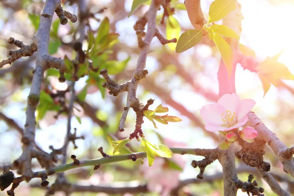 Bakgrund av våren vita körsbär blommor träd. selektivt fokus. — Stockfoto