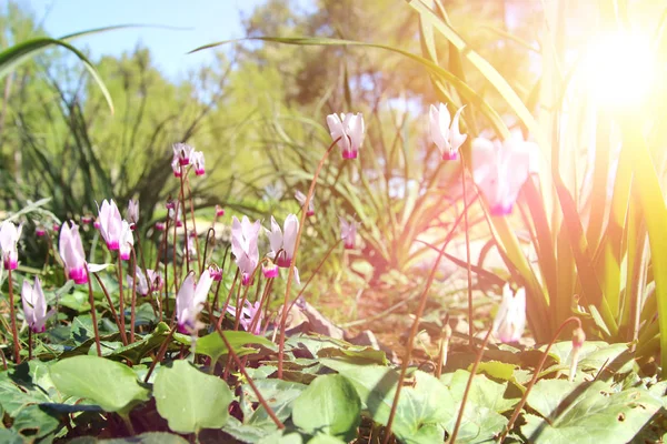 Imagen de vista de ángulo bajo de hierba fresca y flores de ciclamen de primavera. concepto de libertad y renovación. Enfoque selectivo . — Foto de Stock