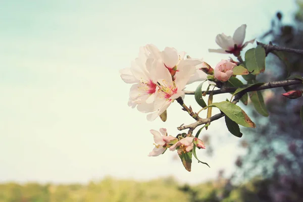 Background of spring white cherry blossoms tree. selective focus. — Stock Photo, Image