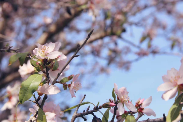 Bakgrund av våren vita körsbär blommor träd. selektivt fokus. — Stockfoto