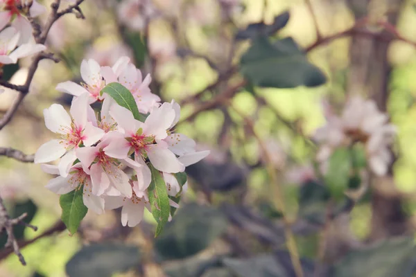 Achtergrond van de lente witte kers bloesems boom. selectieve focus. — Stockfoto