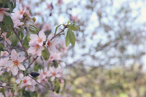 Bakgrund av våren vita körsbär blommor träd. selektivt fokus. — Stockfoto