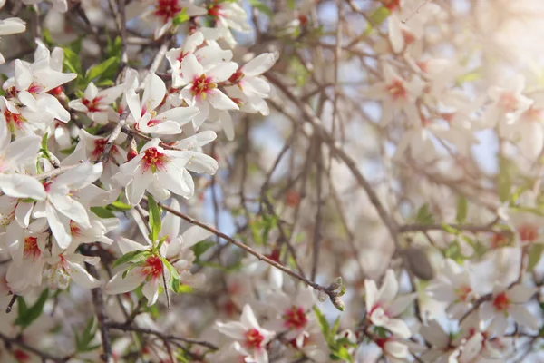 Bakgrund av våren vita körsbär blommor träd. selektivt fokus. — Stockfoto