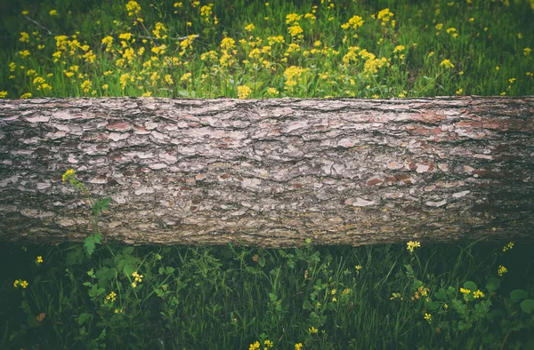 Изображение ствола дерева в лесу. свобода и концепция обновления . — стоковое фото