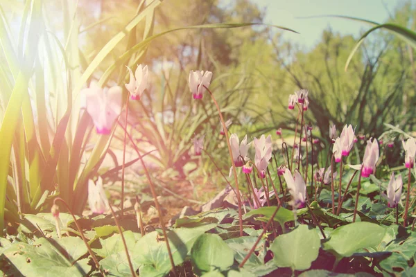 Image à faible angle de l'herbe fraîche et des fleurs de cyclamen de printemps. concept de liberté et de renouvellement. Concentration sélective . — Photo