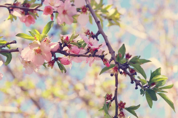 春の白桜の木の背景。選択的焦点. — ストック写真